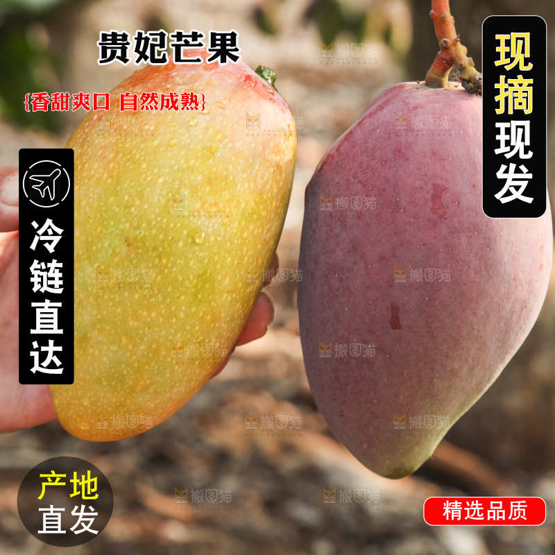 树上的新鲜芒果