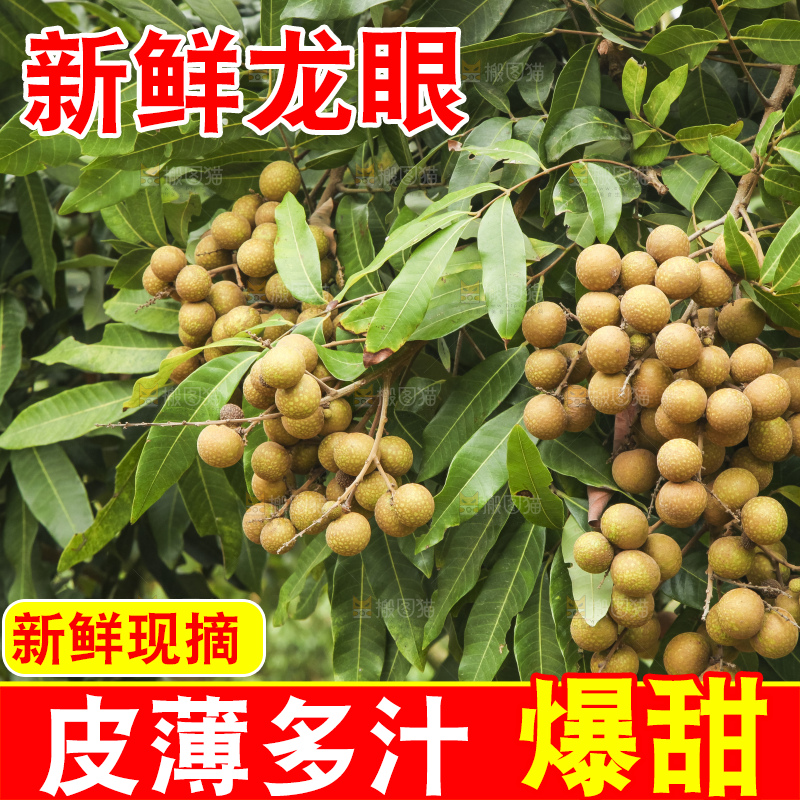 树上的新鲜龙眼