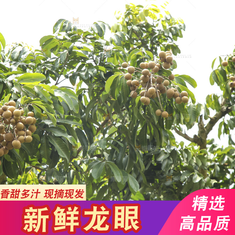 树上的新鲜龙眼