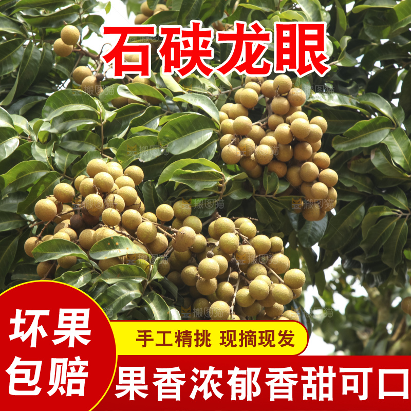 树上的新鲜龙眼