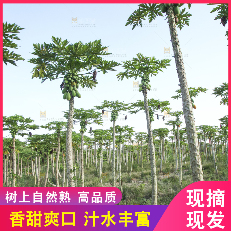 树上的木瓜