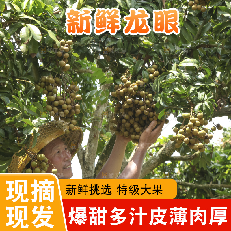 树上的新鲜龙眼