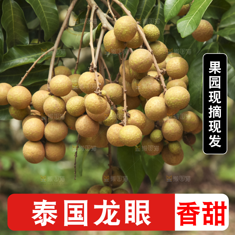 树上的新鲜龙眼