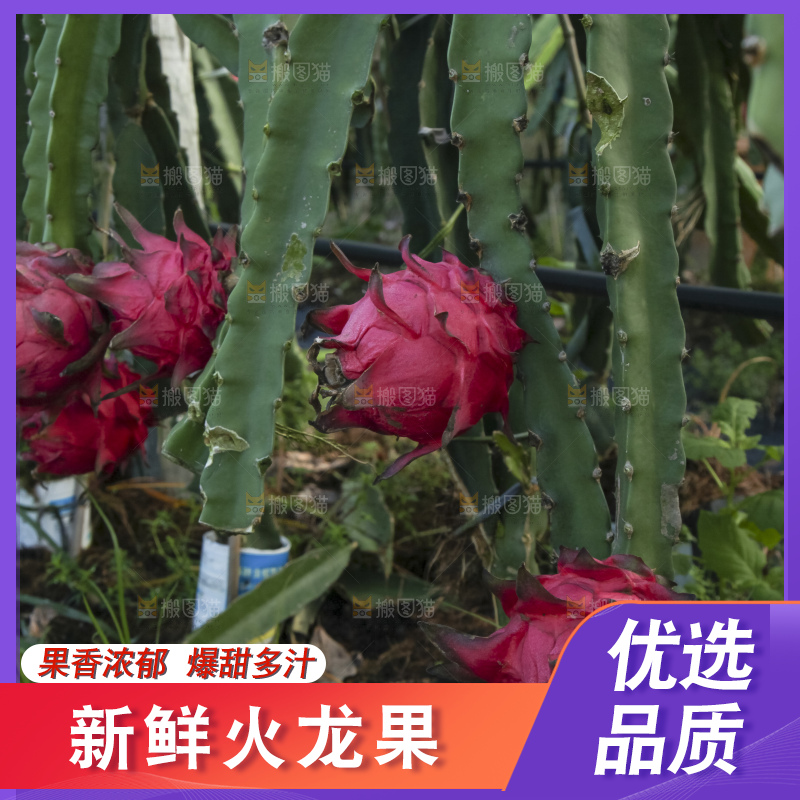 火龙果产地