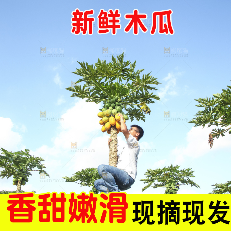 树上的木瓜