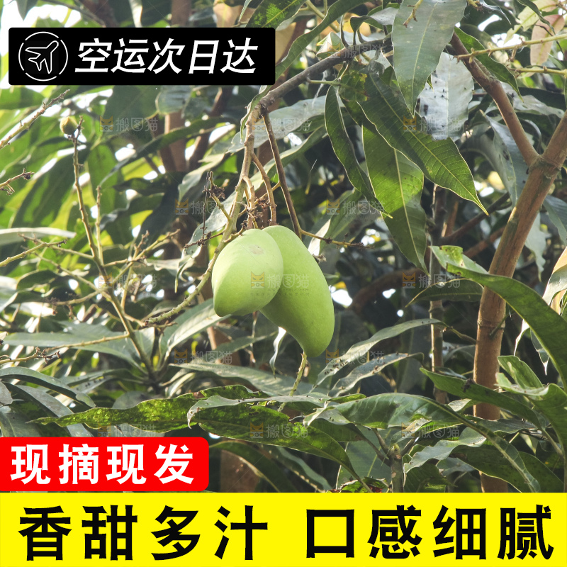 树上的新鲜芒果