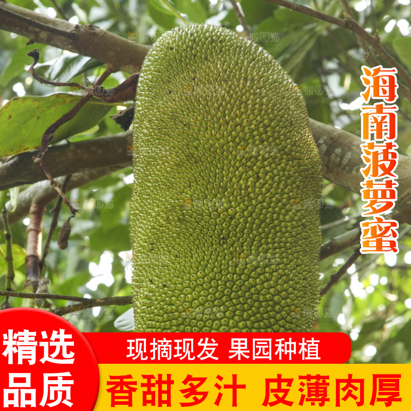 树上的新鲜菠萝蜜
