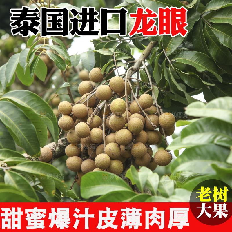 树上的新鲜龙眼