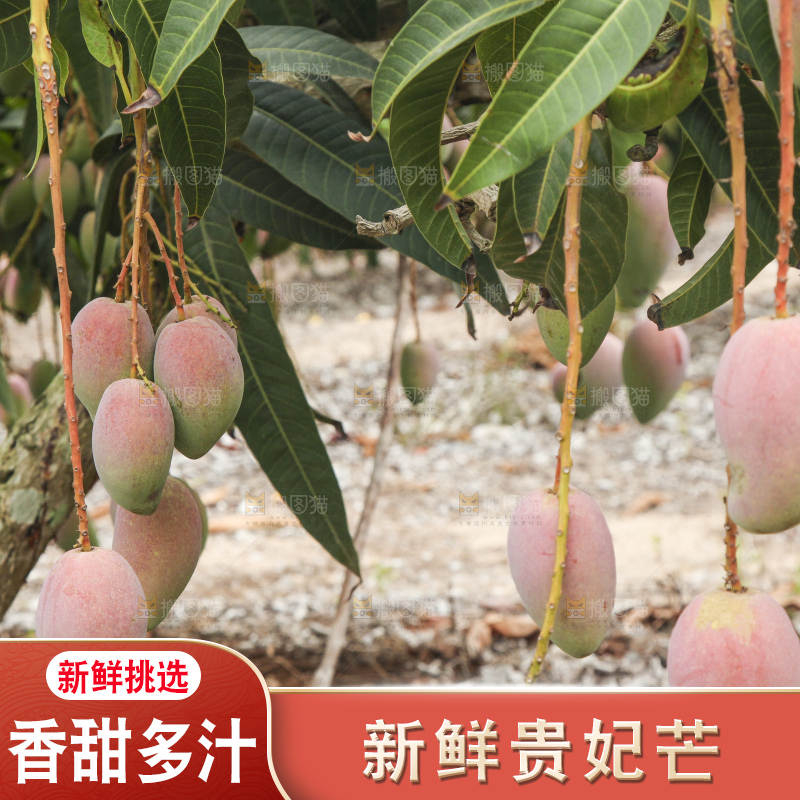 树上的新鲜芒果