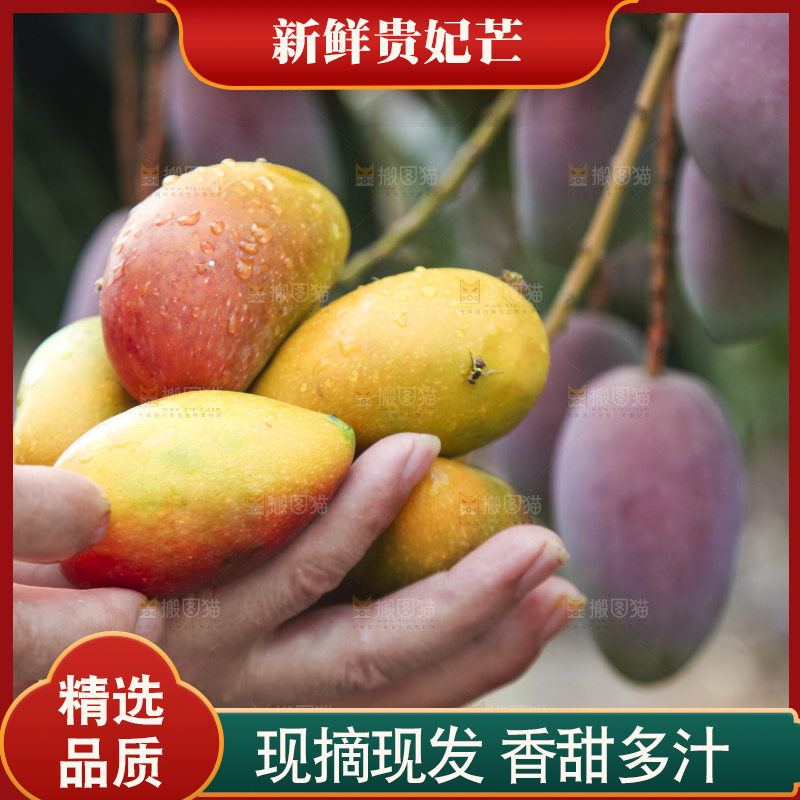 树上的新鲜芒果