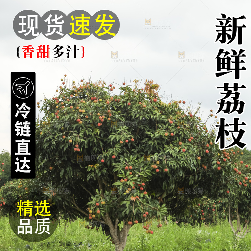 树上的荔枝