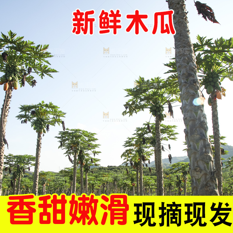 树上的木瓜