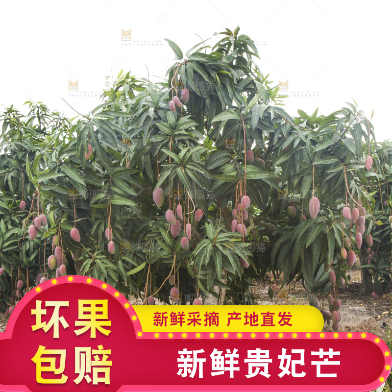 树上的新鲜芒果