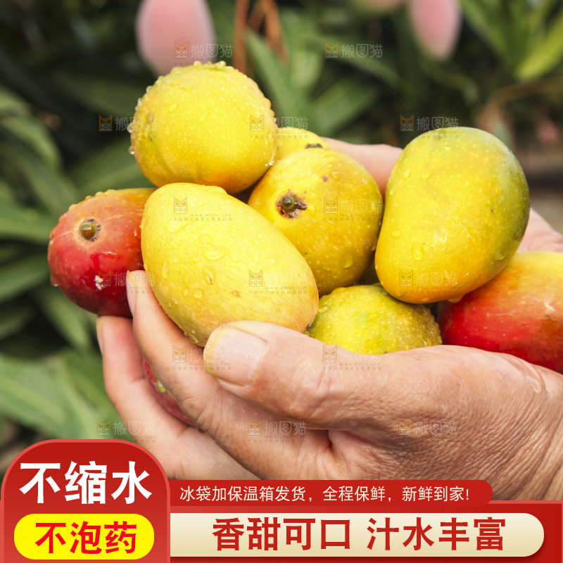 树上的新鲜芒果