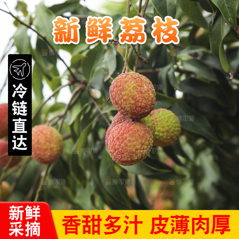 树上的荔枝