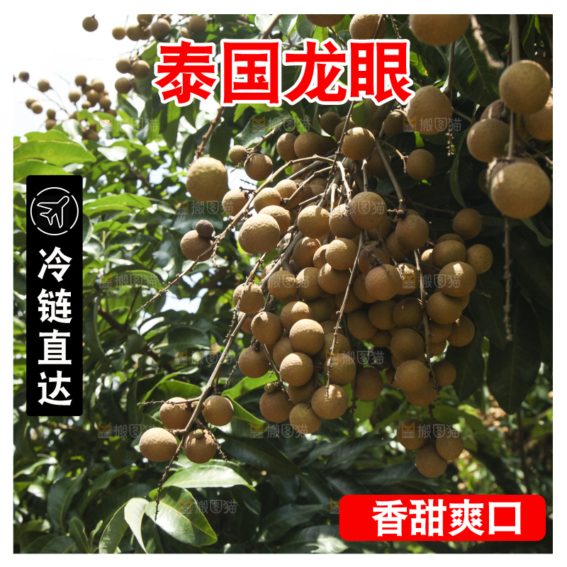 树上的新鲜龙眼