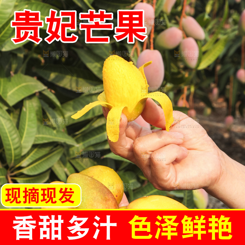 树上的新鲜芒果