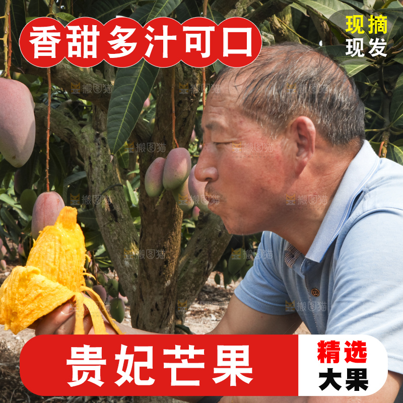 树上的新鲜芒果