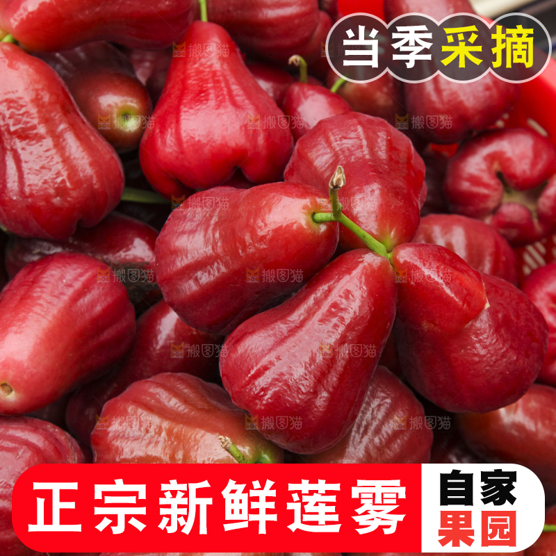 树上的新鲜莲雾