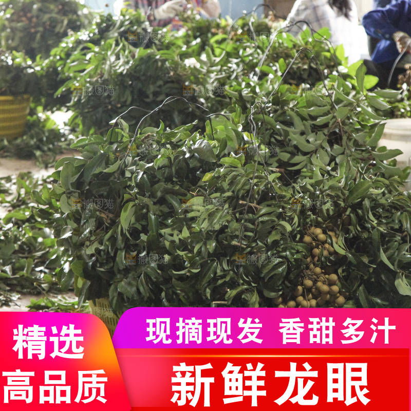 树上的新鲜龙眼