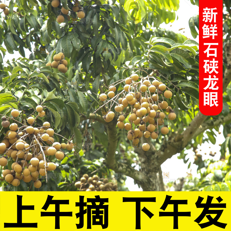 树上的新鲜龙眼