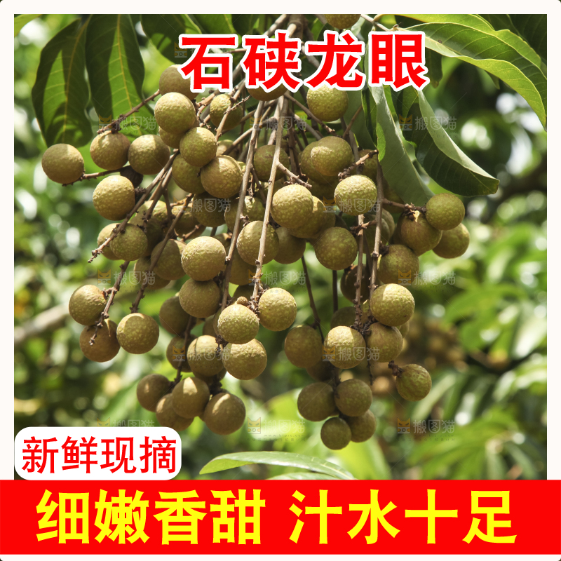 树上的新鲜龙眼