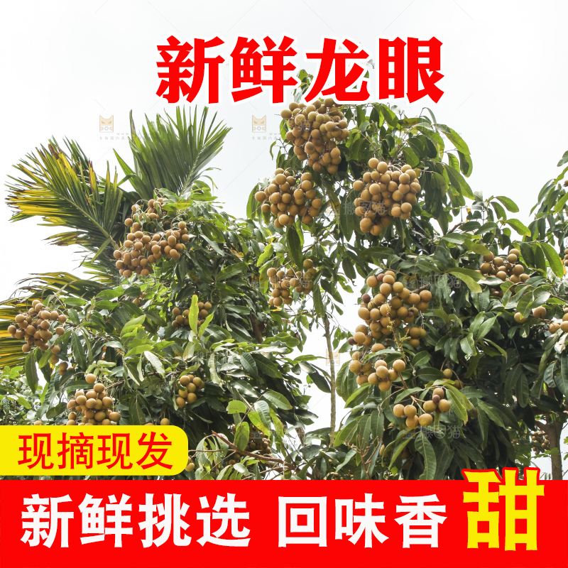 树上的新鲜龙眼