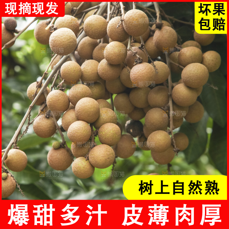 树上的新鲜龙眼