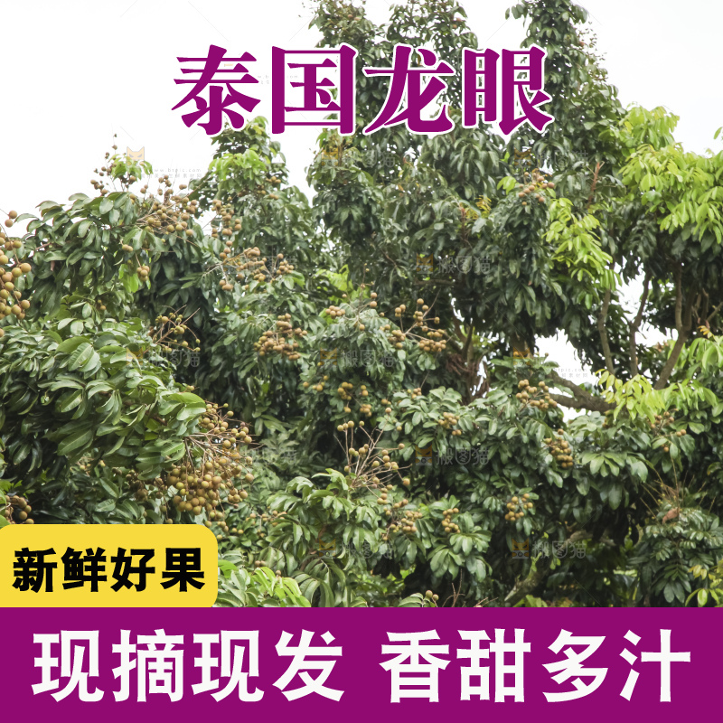 树上的新鲜龙眼