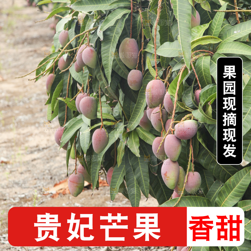 树上的新鲜芒果