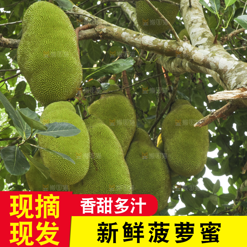 树上的新鲜菠萝蜜