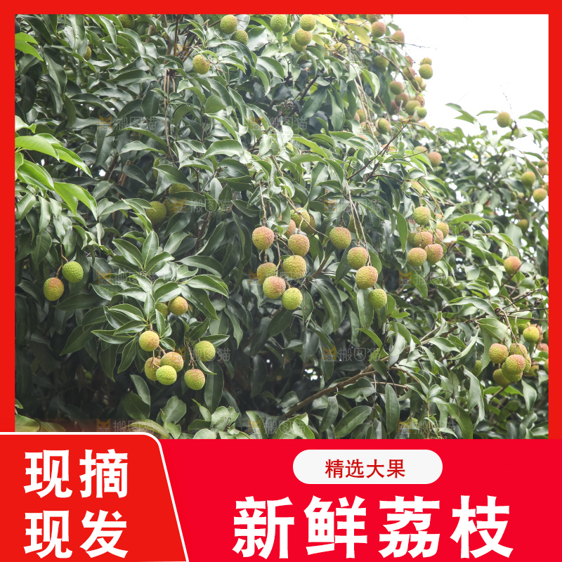 树上的荔枝