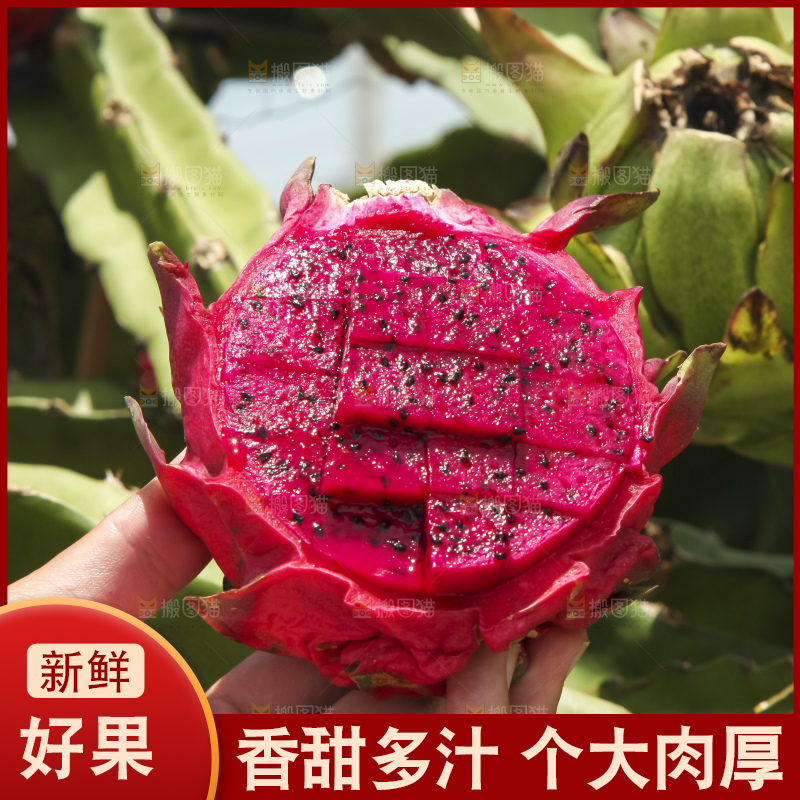 火龙果产地