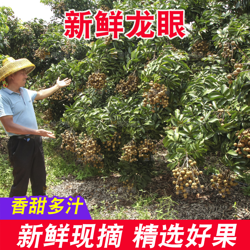 树上的新鲜龙眼