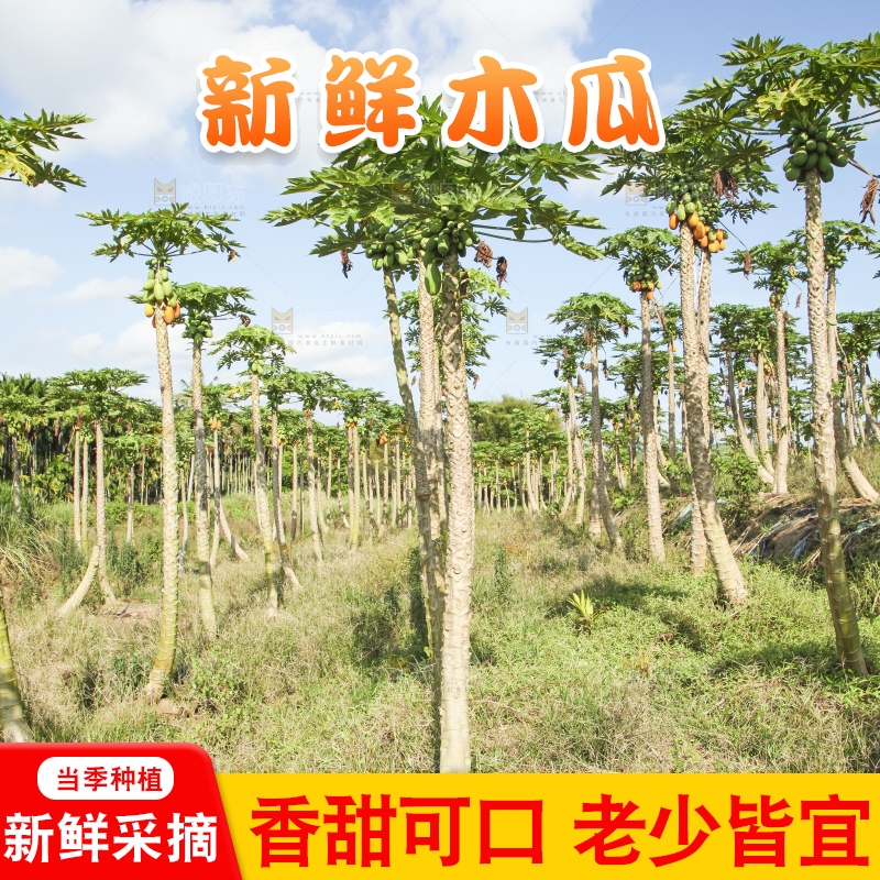树上的木瓜