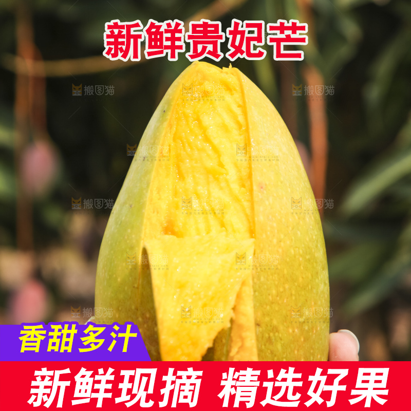 树上的新鲜芒果