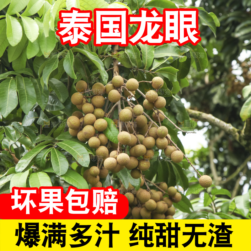 树上的新鲜龙眼