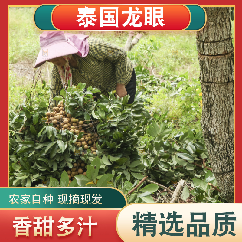 树上的新鲜龙眼