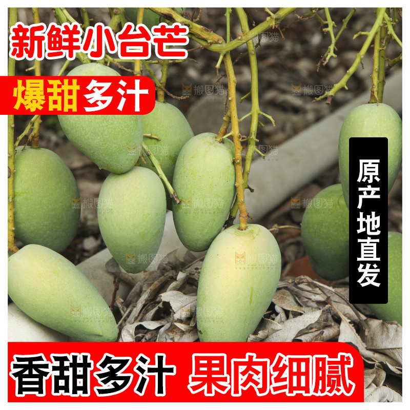 树上的小台芒