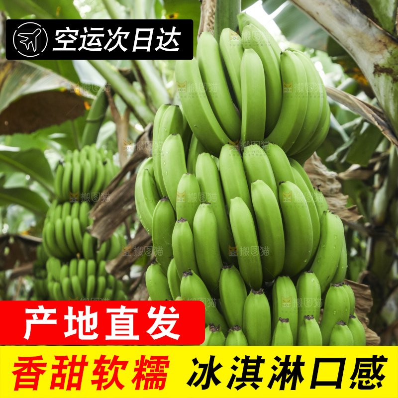 树上的新鲜香蕉