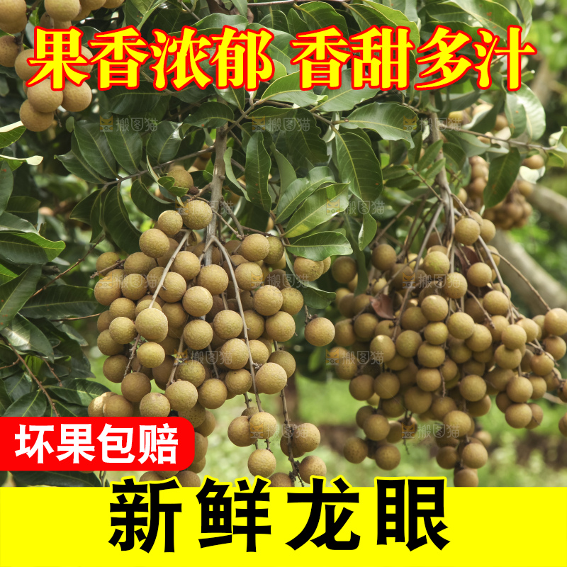 树上的新鲜龙眼