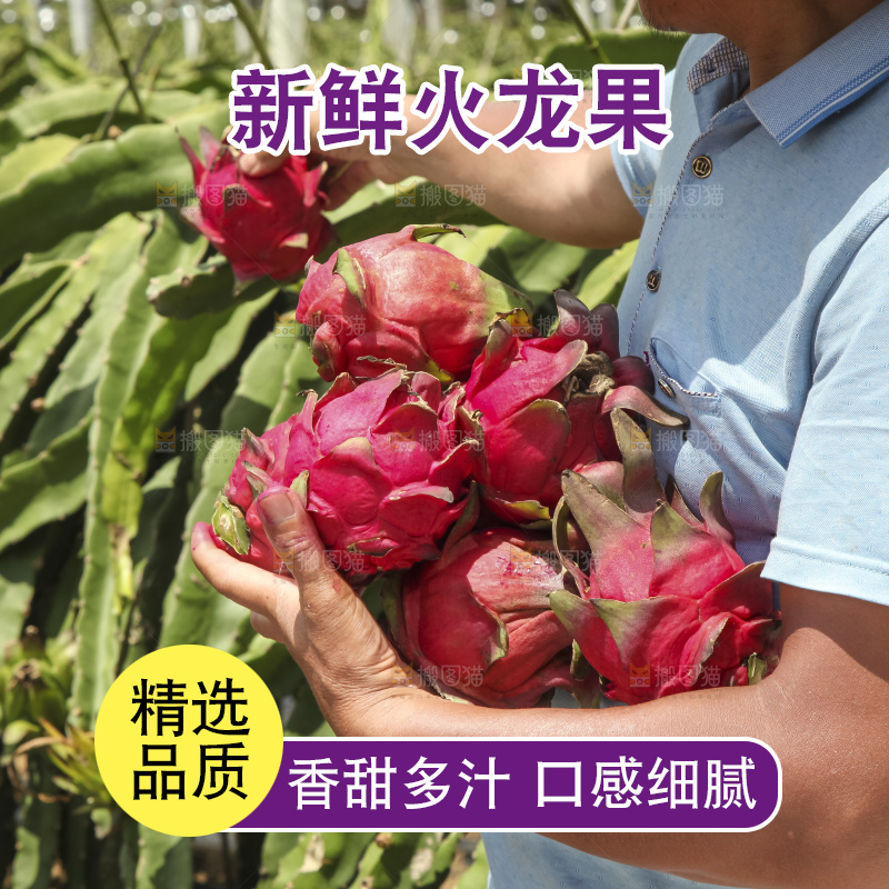 火龙果产地