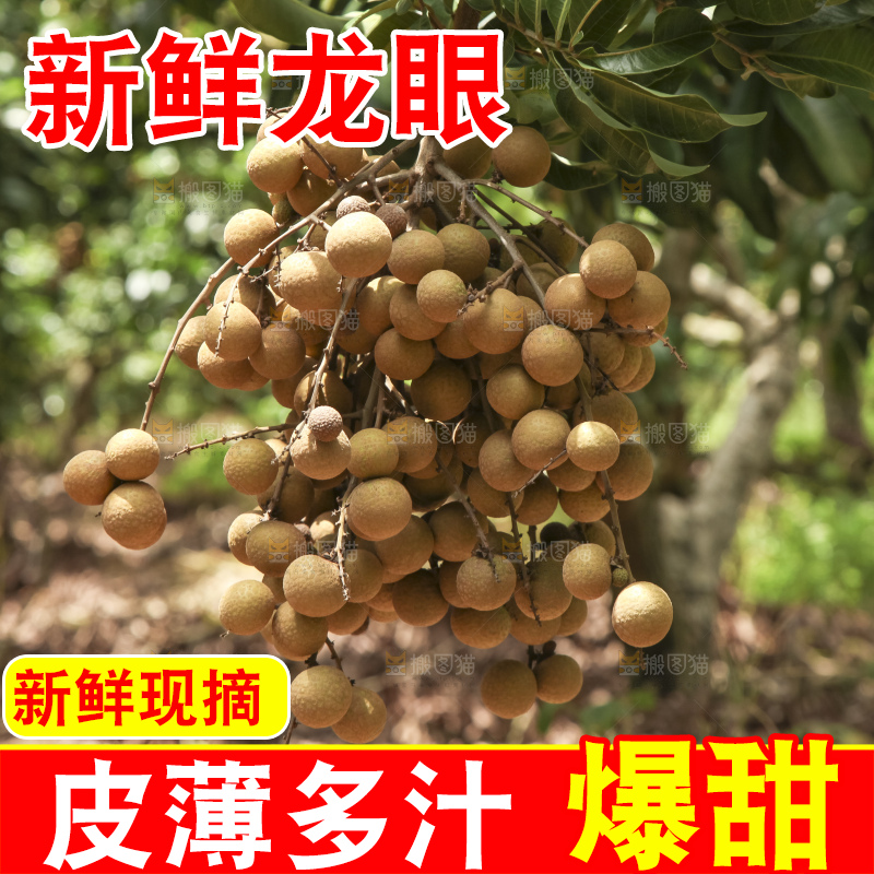 树上的新鲜龙眼