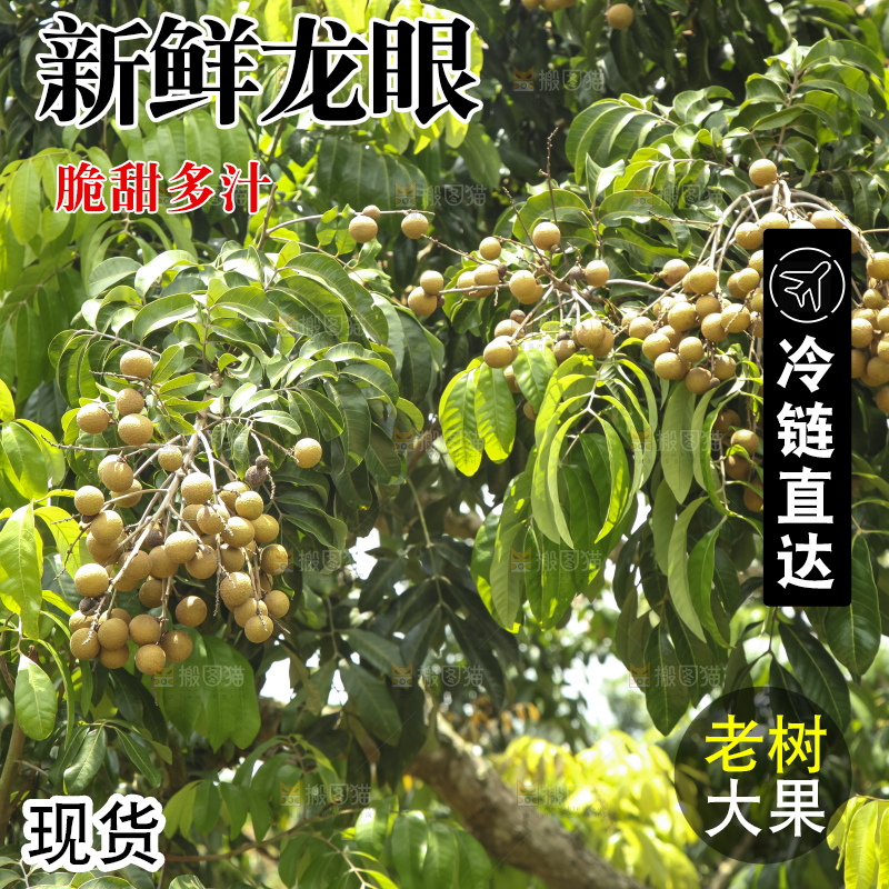树上的新鲜龙眼