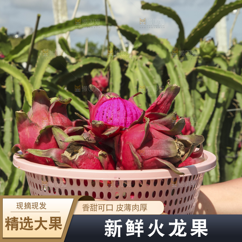 火龙果产地