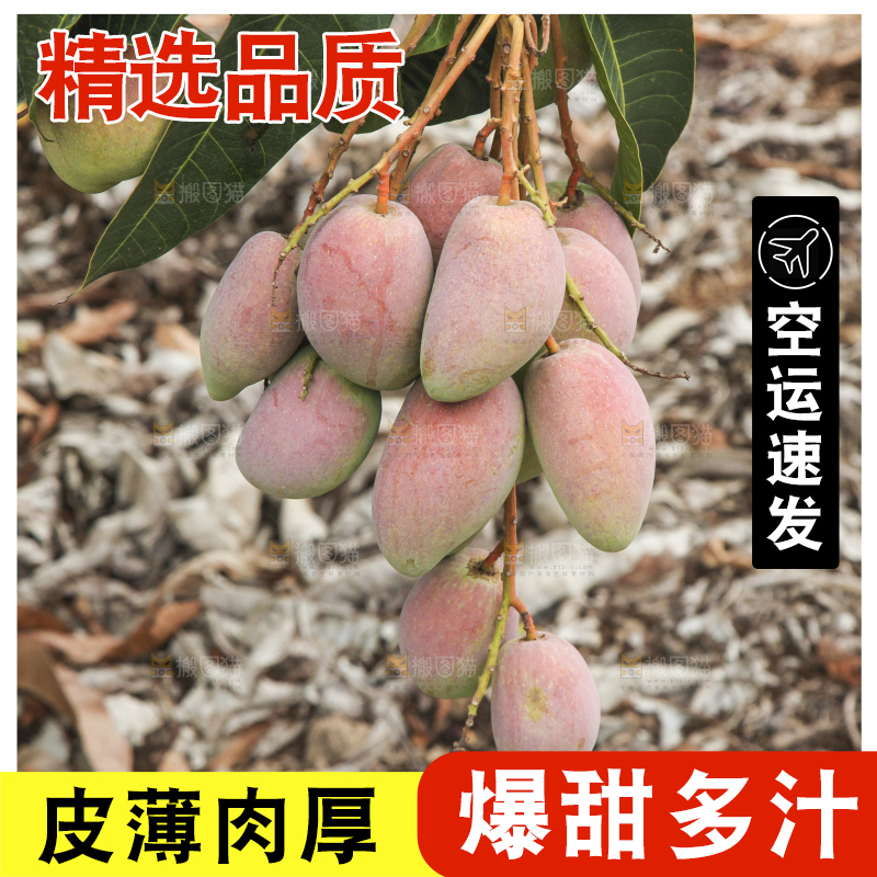 树上的新鲜芒果