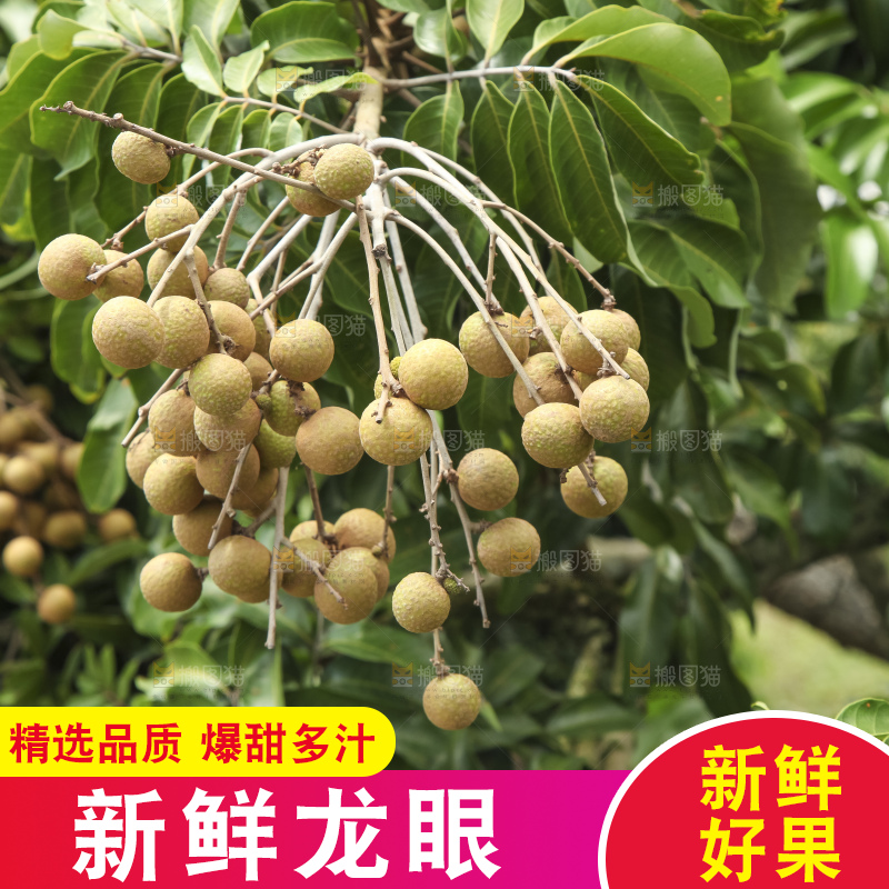 树上的新鲜龙眼