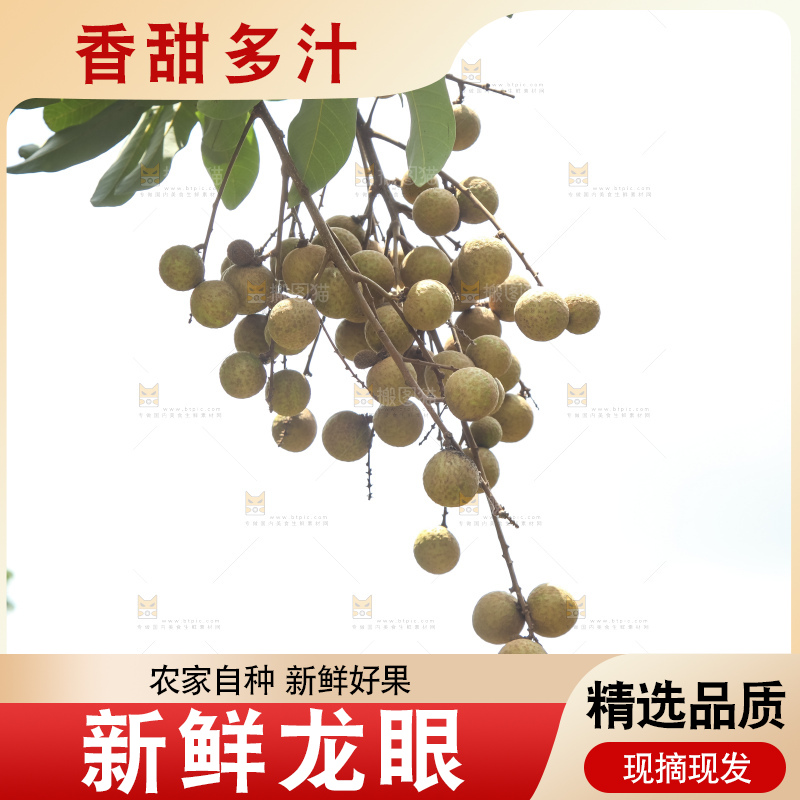 树上的新鲜龙眼
