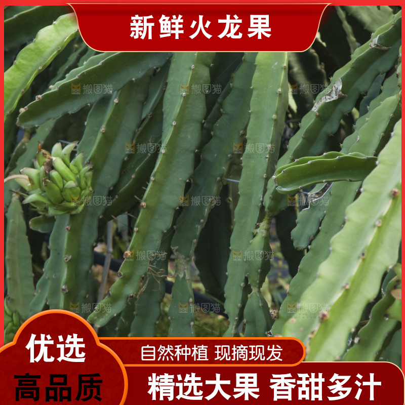 火龙果产地