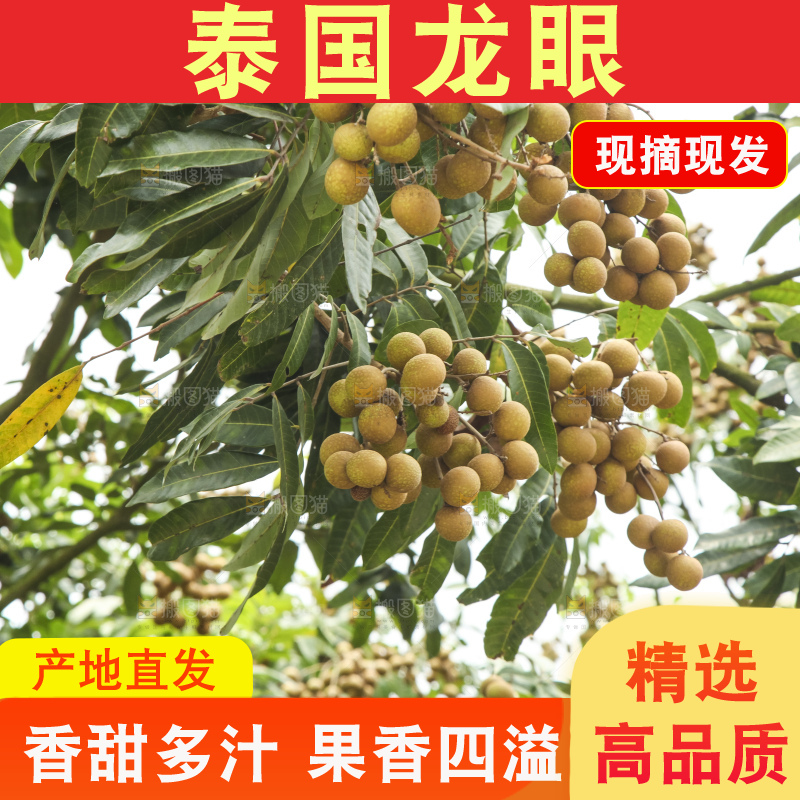 树上的新鲜龙眼